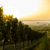 Barolo wine tours in Piedmont with Winemaker Rob Gherardi