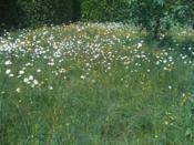 Jane Austen-Personal Language Training 7.5-30 hrs Beginner to Advanced